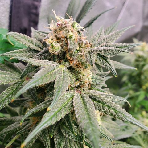 Dragon Mints 4💥 [4/29] growlog timeline photo