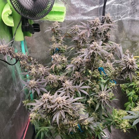 Scooby Snacks 1i 🐕 [4/15] growlog timeline photo