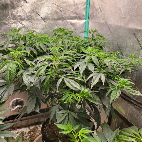 Vanilla Drip 1🍦 [6/24] growlog photo: Pm