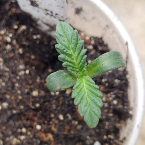 Pineapple Upside Down Cake 🍍 out growlog timeline photo