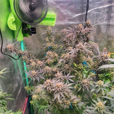 Scooby Snacks 1i 🐕 [4/15] growlog timeline photo