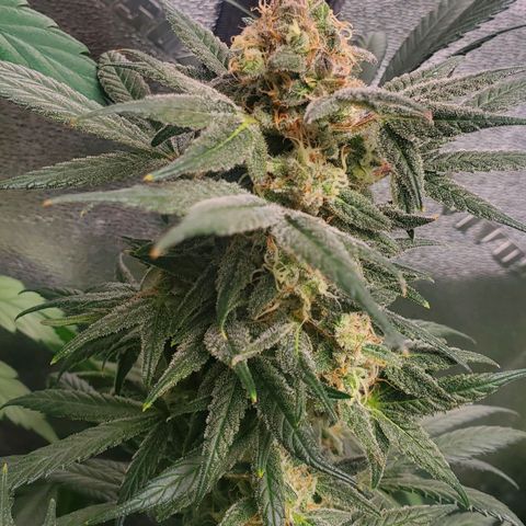 Dragon Mints 4💥 [4/29] growlog timeline photo