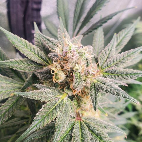 Dragon Mints 4💥 [4/29] growlog timeline photo