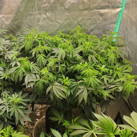 Vanilla Drip 1🍦 [6/24] growlog timeline photo
