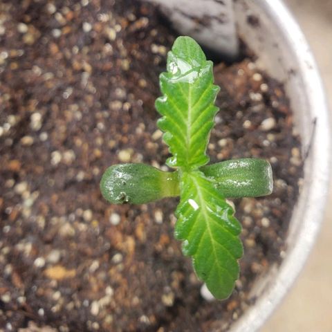 Pineapple Upside Down Cake 🍍 out growlog timeline photo