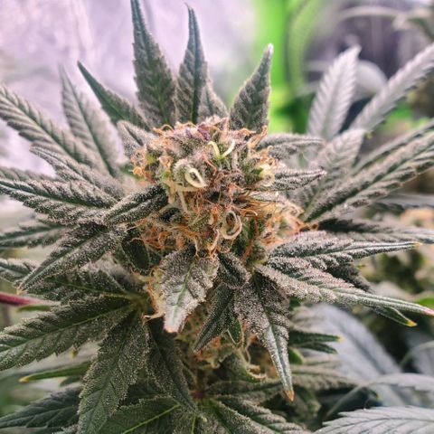 Dragon Mints 4💥 [4/29] growlog timeline photo