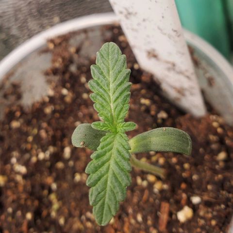 Pineapple Upside Down Cake 🍍 out growlog timeline photo