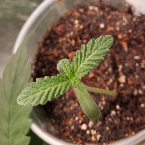 Pineapple Upside Down Cake 🍍 out growlog timeline photo