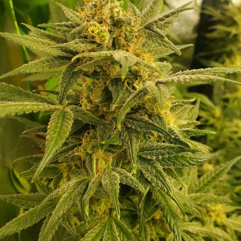 Dragon Mints 4💥 [4/29] growlog timeline photo