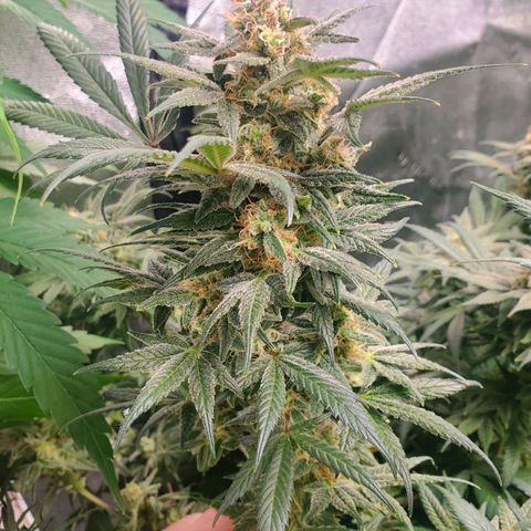 Dragon Mints 4💥 [4/29] growlog timeline photo