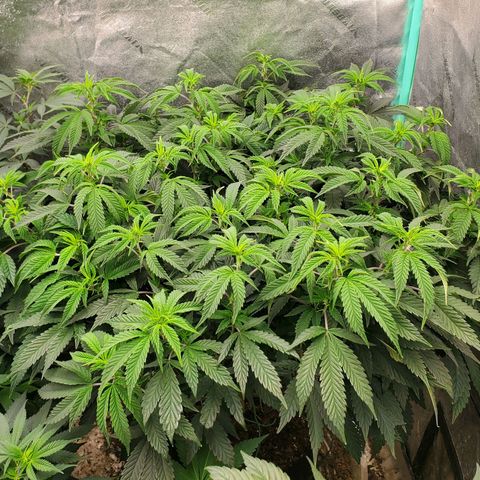 Vanilla Drip 1🍦 [6/24] growlog timeline photo