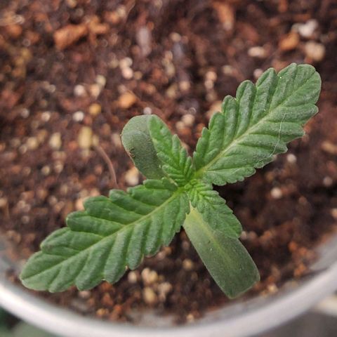 Pineapple Upside Down Cake 🍍 out growlog timeline photo