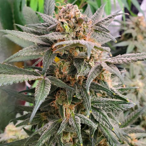 Dragon Mints 4💥 [4/29] growlog timeline photo