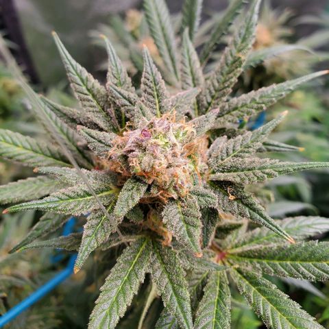 Dragon Mints 4💥 [4/29] growlog timeline photo