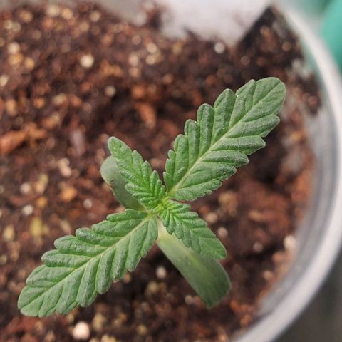 Pineapple Upside Down Cake 🍍 out growlog timeline photo