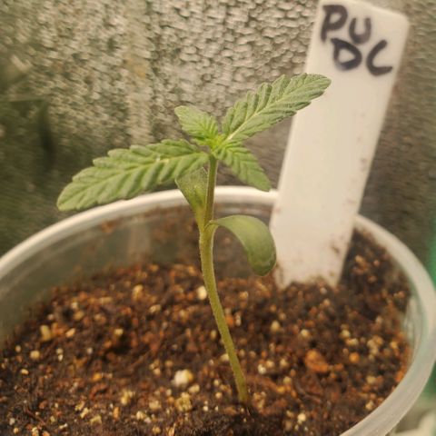 Pineapple Upside Down Cake 🍍 out growlog timeline photo