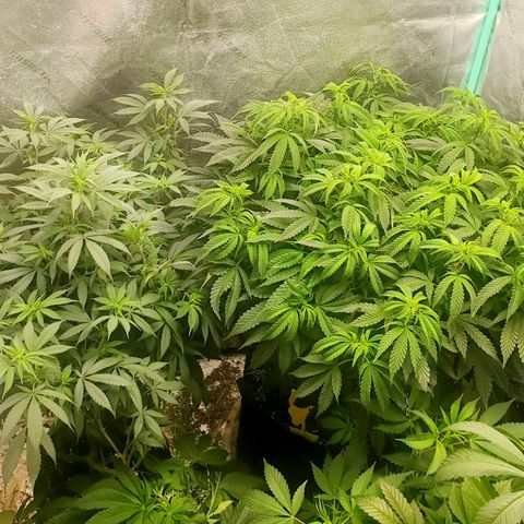 Vanilla Drip 1🍦 [6/24] growlog timeline photo