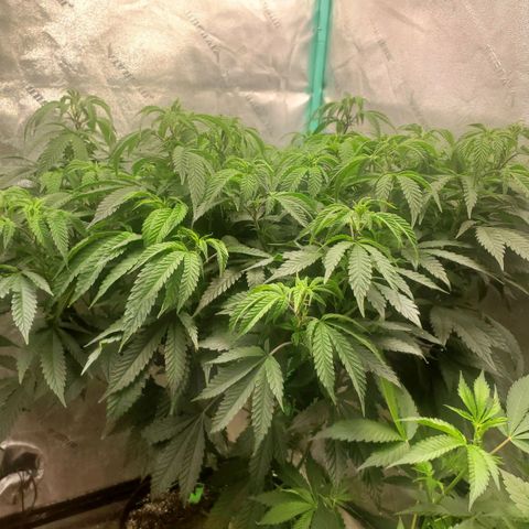 Vanilla Drip 1🍦 [6/24] growlog timeline photo