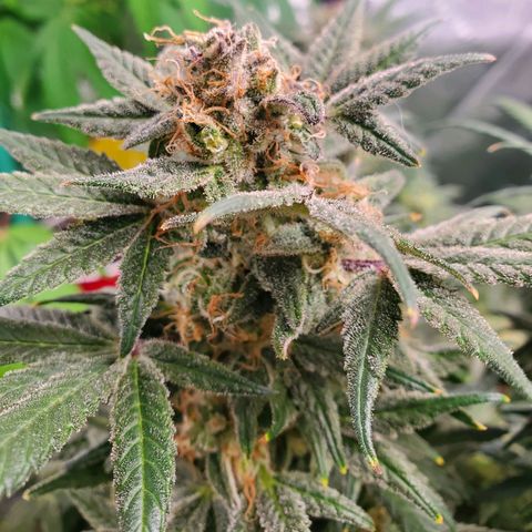 Dragon Mints 4💥 [4/29] growlog timeline photo