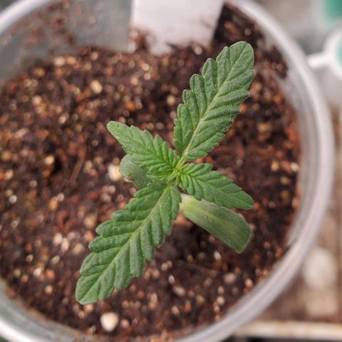 Pineapple Upside Down Cake 🍍 out growlog timeline photo