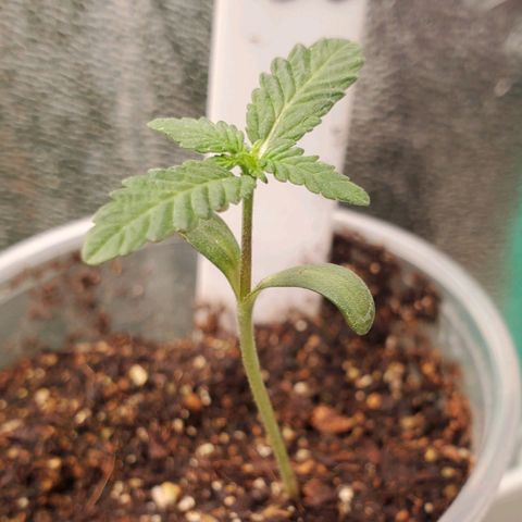 Pineapple Upside Down Cake 🍍 out growlog timeline photo