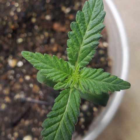Pineapple Upside Down Cake 🍍 out growlog timeline photo