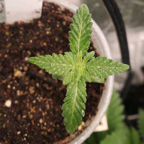 Pineapple Upside Down Cake 🍍 out growlog timeline photo