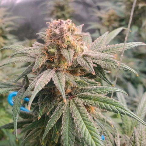 Dragon Mints 4💥 [4/29] growlog timeline photo
