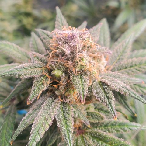 Dragon Mints 4💥 [4/29] growlog timeline photo