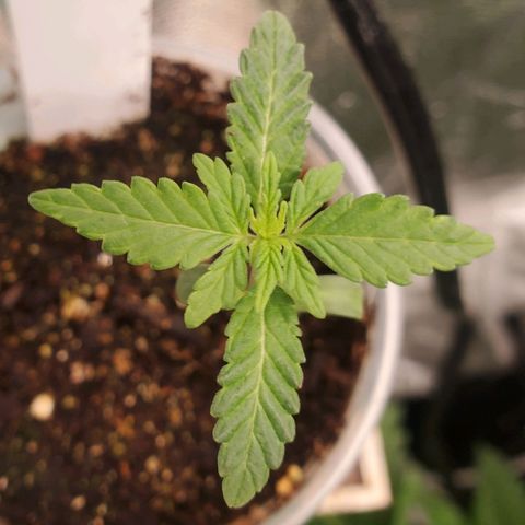 Pineapple Upside Down Cake 🍍 out growlog timeline photo