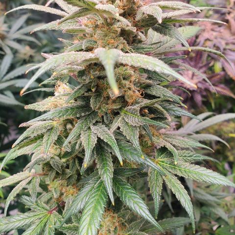 Dragon Mints 4💥 [4/29] growlog timeline photo