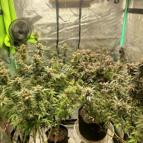 Dragon Mints 4💥 [4/29] growlog timeline photo
