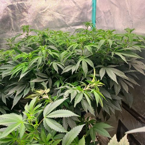 Vanilla Drip 1🍦 [6/24] growlog timeline photo
