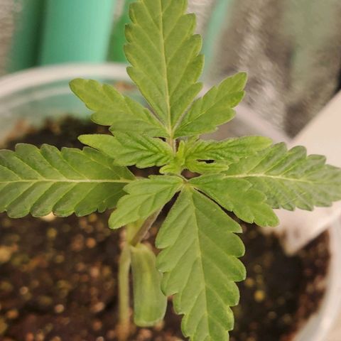 Pineapple Upside Down Cake 🍍 out growlog timeline photo