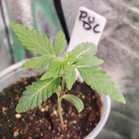 Pineapple Upside Down Cake 🍍 out growlog timeline photo