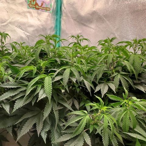 Vanilla Drip 1🍦 [6/24] growlog timeline photo