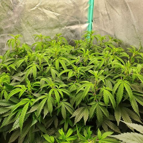 Vanilla Drip 1🍦 [6/24] growlog timeline photo