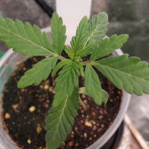Pineapple Upside Down Cake 🍍 out growlog timeline photo
