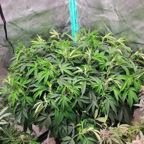 Vanilla Drip 1🍦 [6/24] growlog timeline photo
