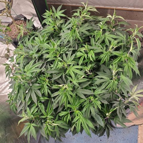 Vanilla Drip 1🍦 [6/24] growlog timeline photo