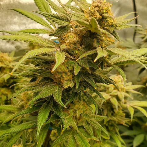 Dragon Mints 4💥 [4/29] growlog timeline photo