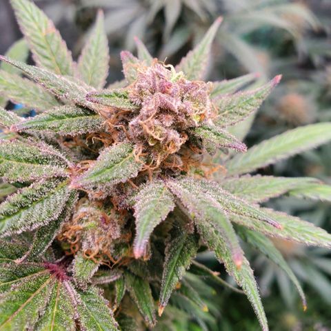 Dragon Mints 4💥 [4/29] growlog timeline photo
