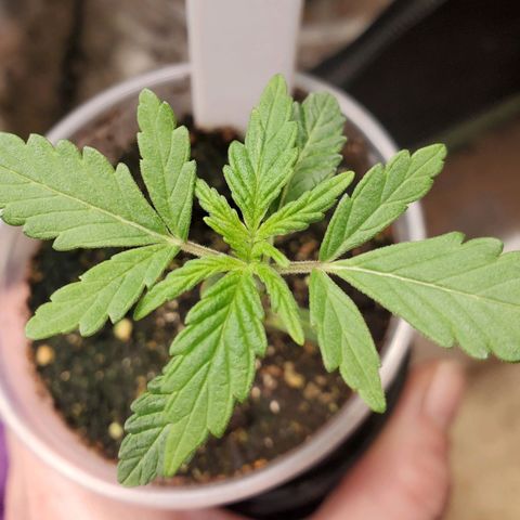 Pineapple Upside Down Cake 🍍 out growlog timeline photo