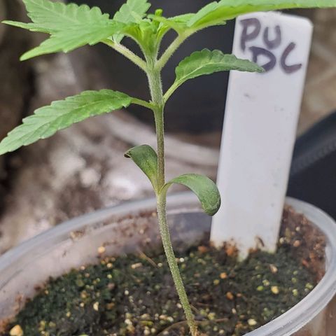 Pineapple Upside Down Cake 🍍 out growlog timeline photo