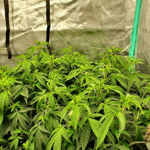 Vanilla Drip 1🍦 [6/24] growlog timeline photo