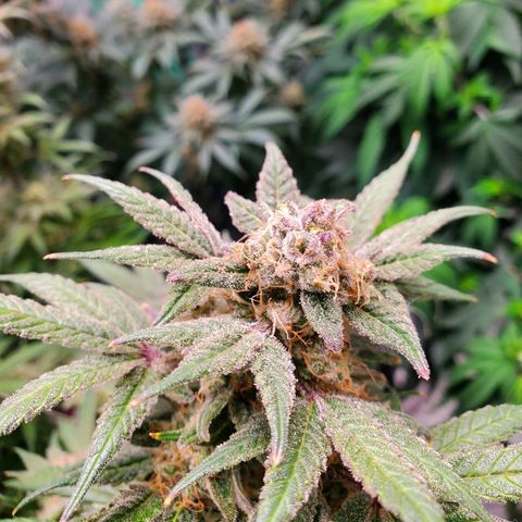 Dragon Mints 4💥 [4/29] growlog timeline photo