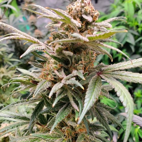 Dragon Mints 4💥 [4/29] growlog timeline photo