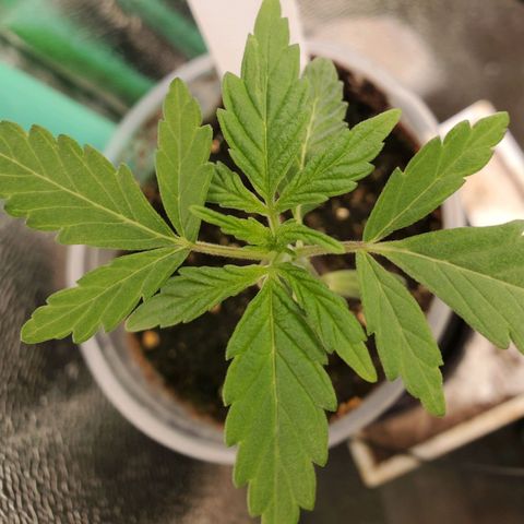 Pineapple Upside Down Cake 🍍 out growlog timeline photo
