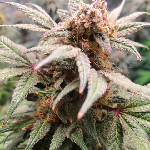 Dragon Mints 4💥 [4/29] growlog timeline photo