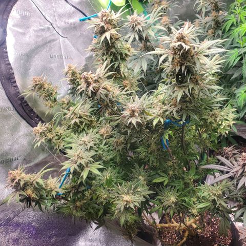 Dragon Mints 4💥 [4/29] growlog timeline photo